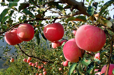 【西安三鎮(zhèn)】安吳堡、袁家村、茯茶鎮(zhèn)二日游