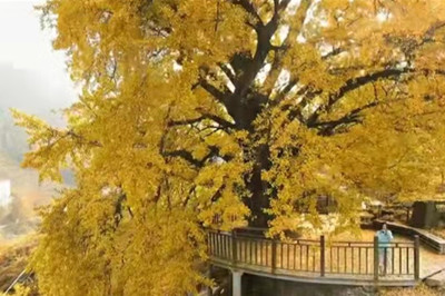 【十堰】古樹(shù)村、打卡網(wǎng)紅路賞秋1日游