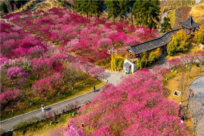 【十堰】秦巴植物園、娃娃魚(yú)基地1日游